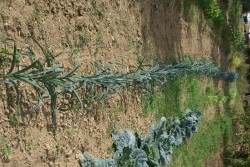 long-rang-poireaux--chouxdsc00465